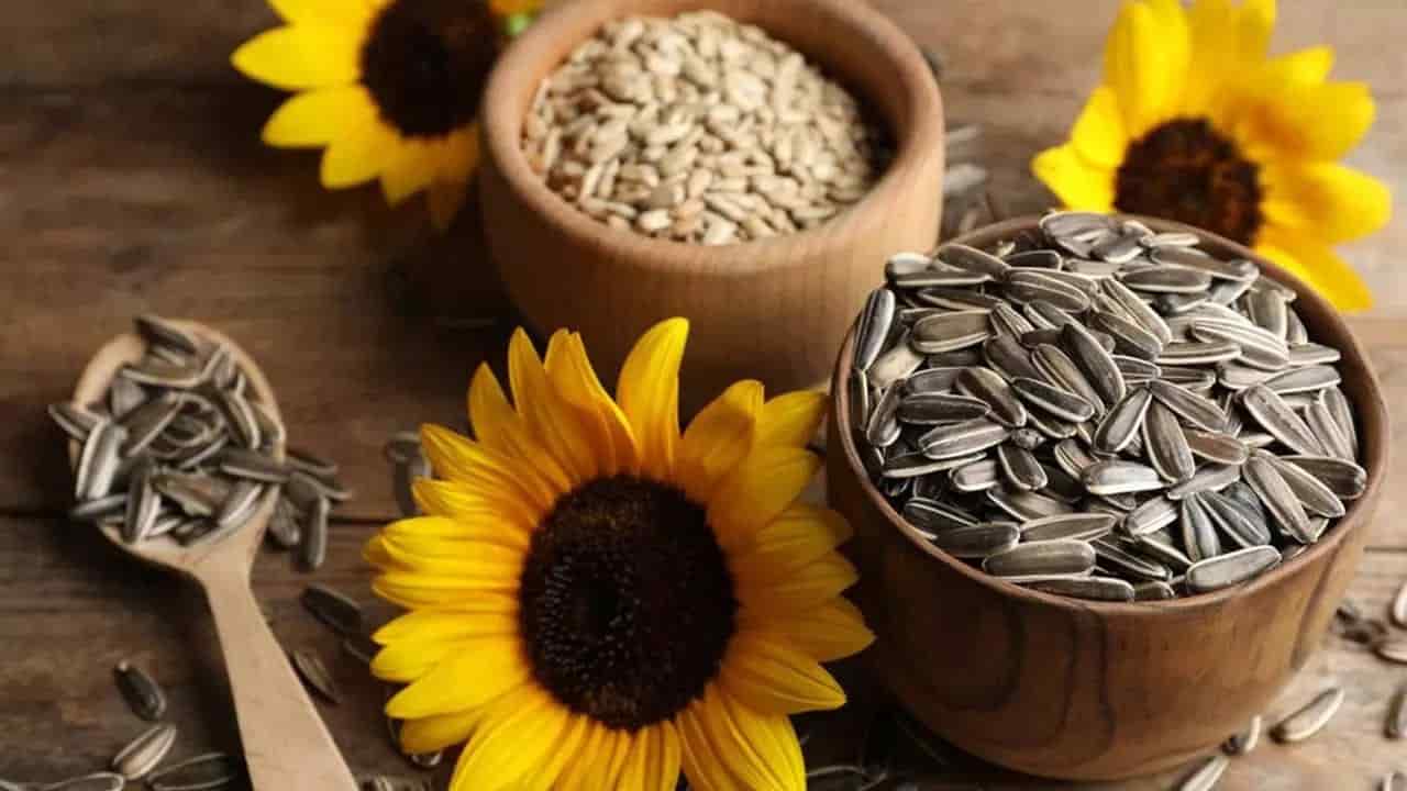 تصویر 4 از خرید تخمه بیجار + فروش استثنایی
